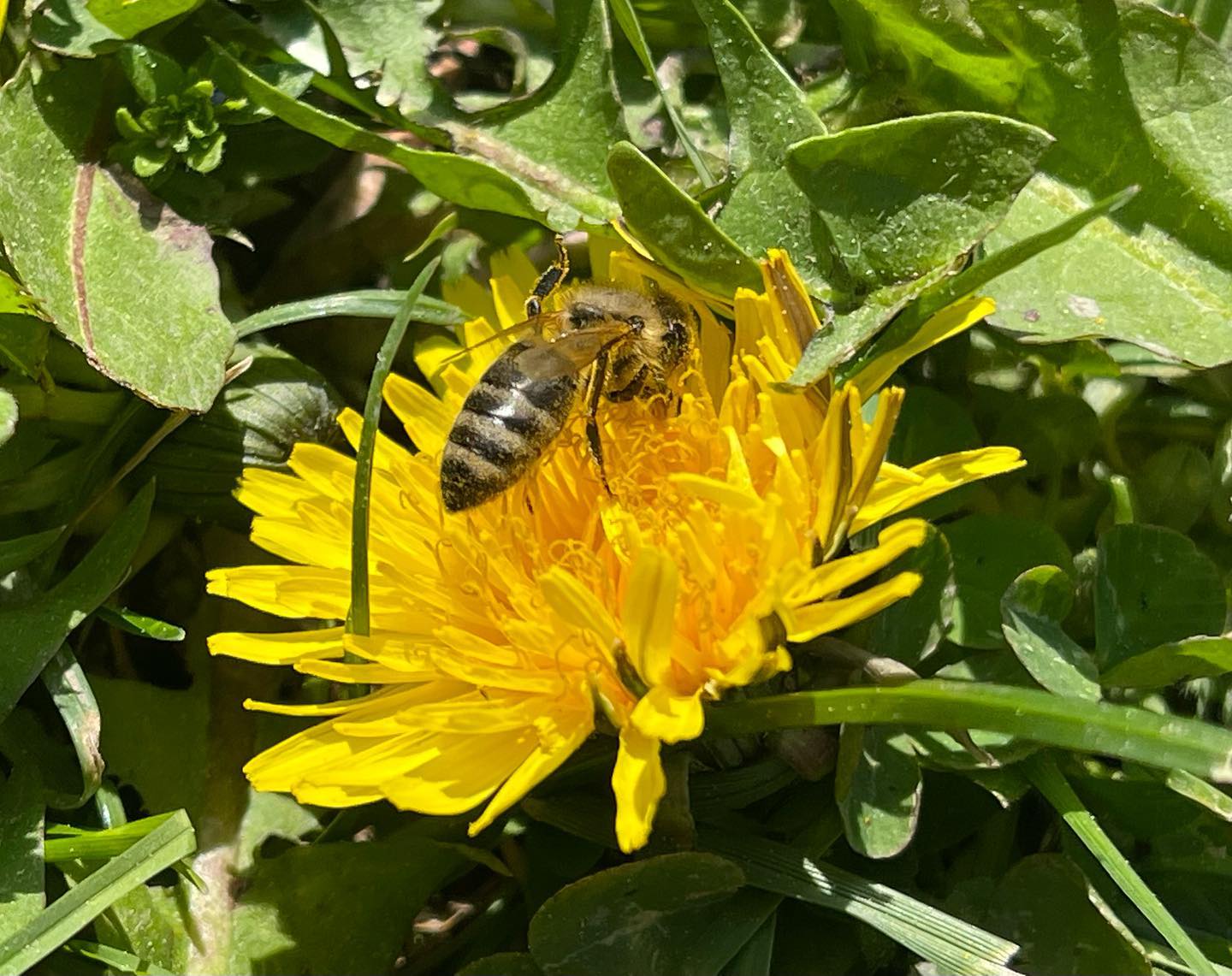 Von Bienchen und BlÃ¼mchen â€¦#bienen #blumen #bees #flowers #nomowmay #iphone12promax #nofilter #gartenfreude #garden #gardenlove #naturwiese #funkyfifty