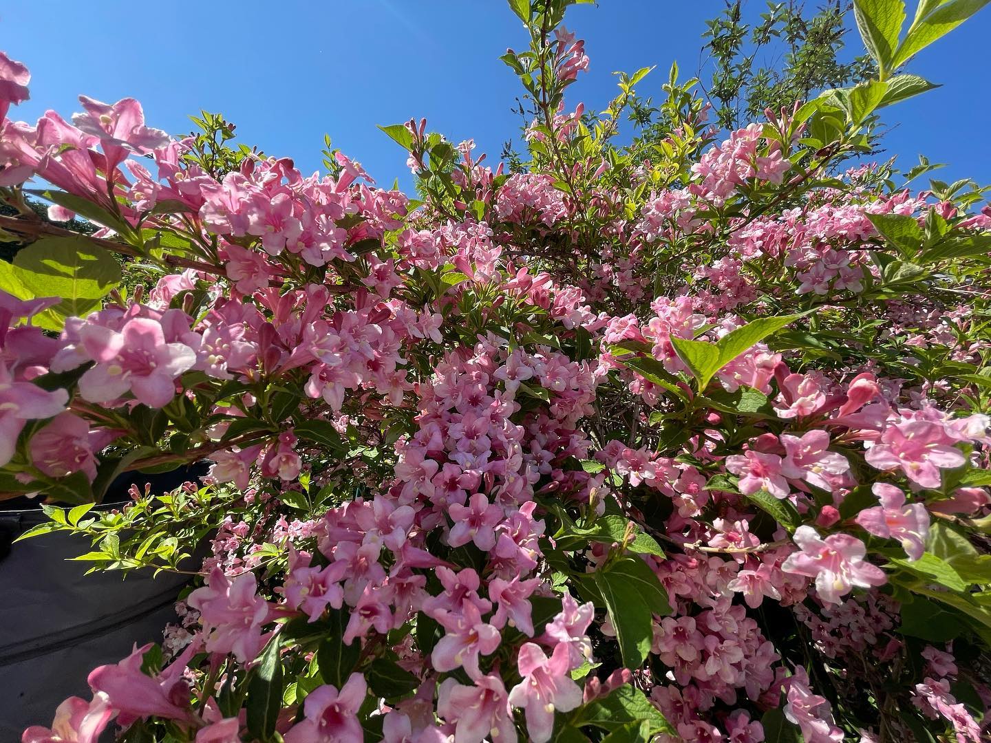 Aktueller Farbtupfer im Garten: Weigelie. 
#weigelie #garten #gartenblumen #pinktheworld #lovemygarden #carsandnature #nature #natur #pinkflowers #mehrrosainsleben #rosablumen