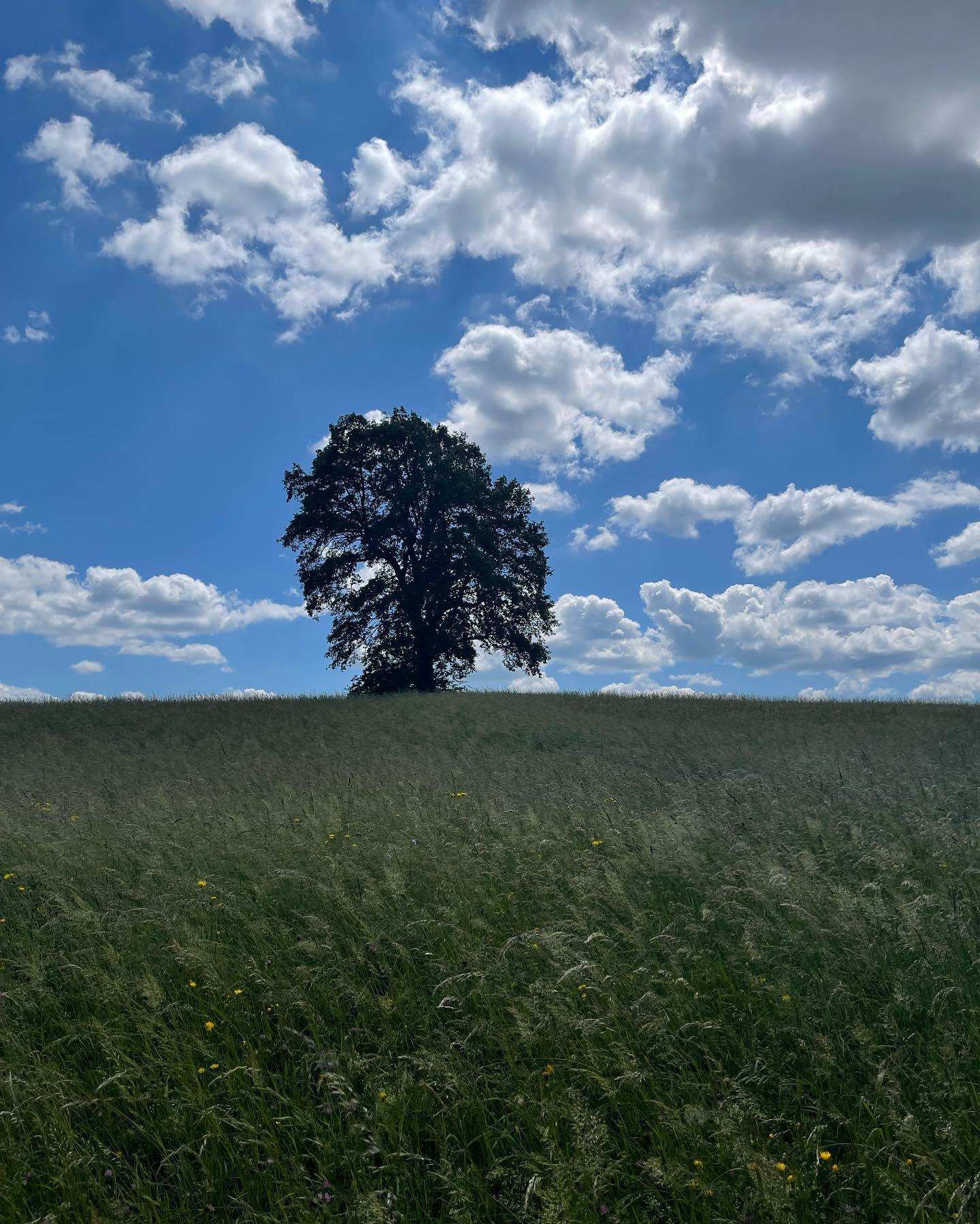 Sensationell schön, so ein Solitär. 🌳
#baum #solitaerbaum #tree #nature #natur #radausflug #radfahren #wochenende #wienerwald #blumenwiese #iphonephotography #withmylove #wolken #wolkenhimmel #sky